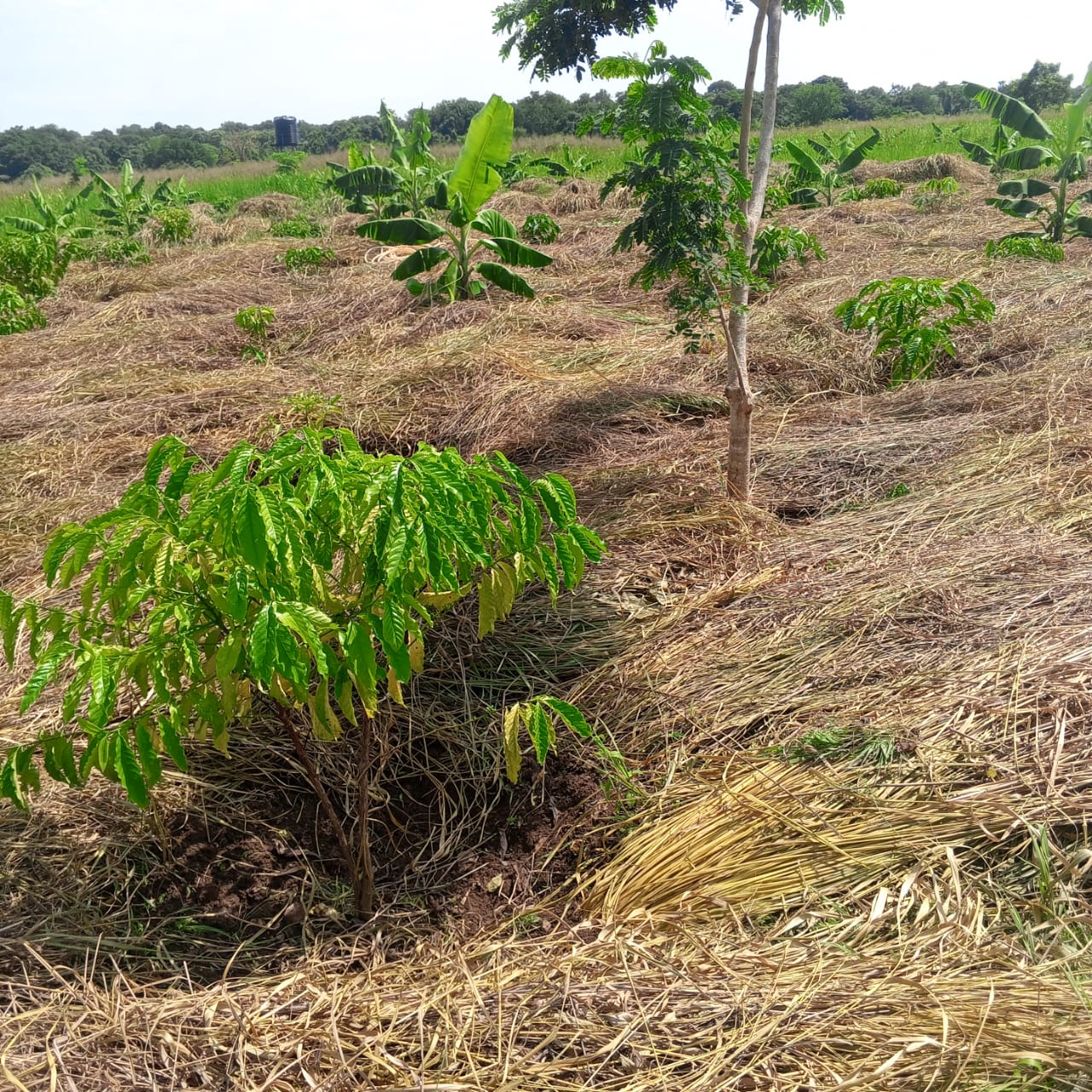 Coffee farming investment