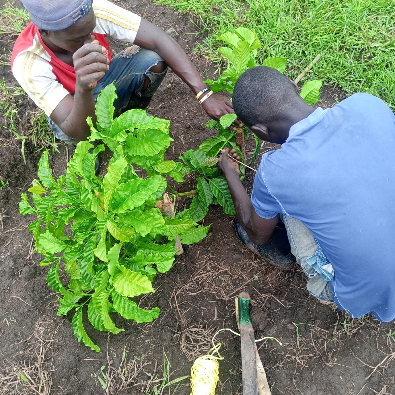 Coffee farming at E-Wall
