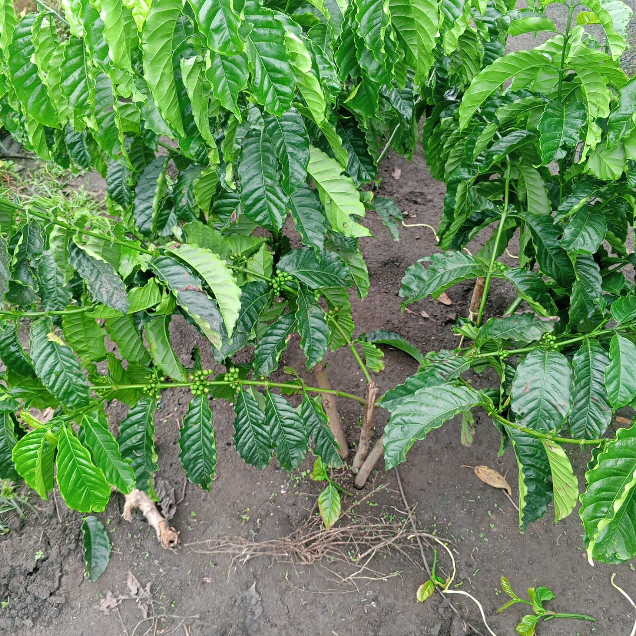 Coffee value chain planning