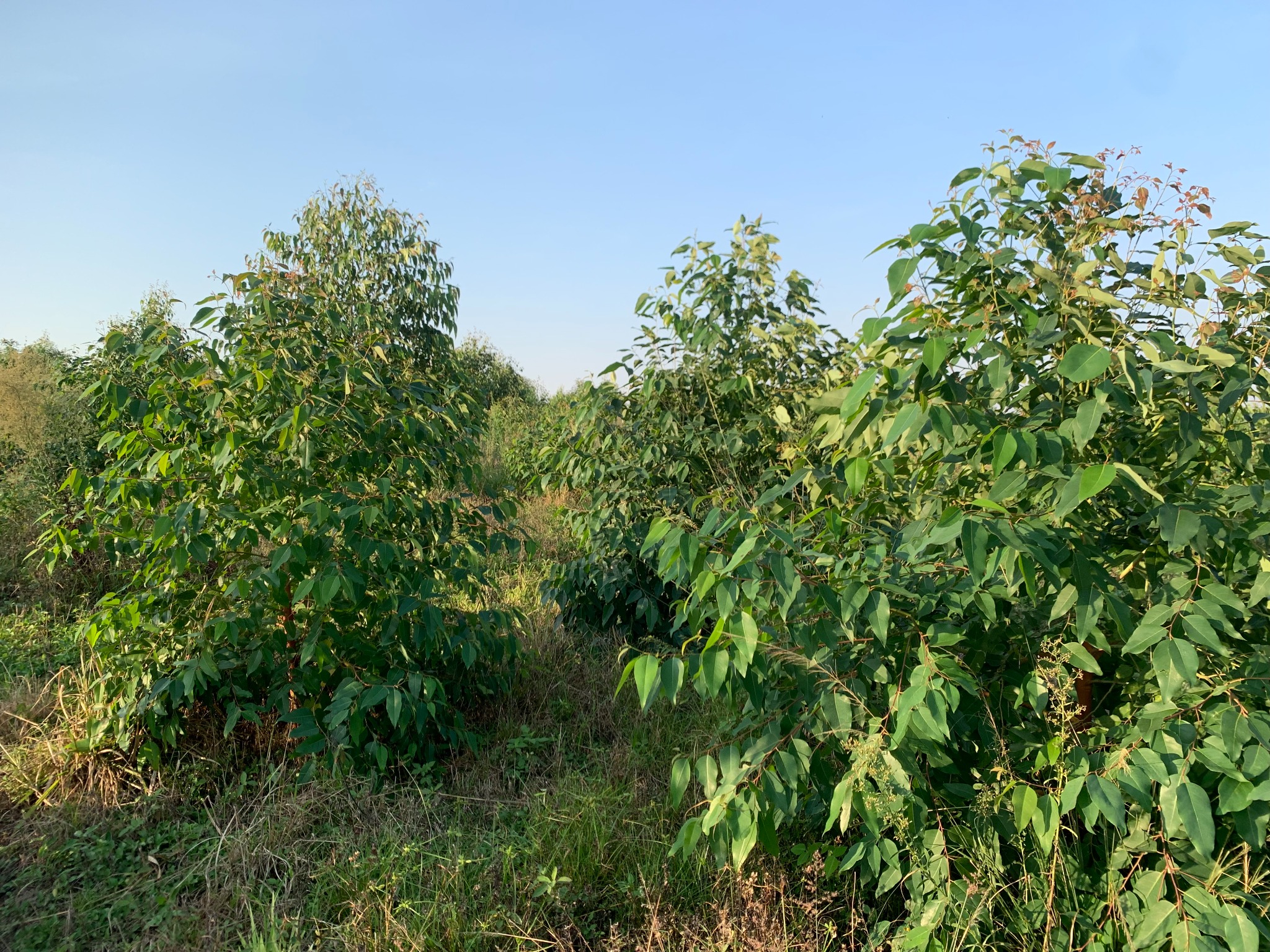 Agroforestry investment