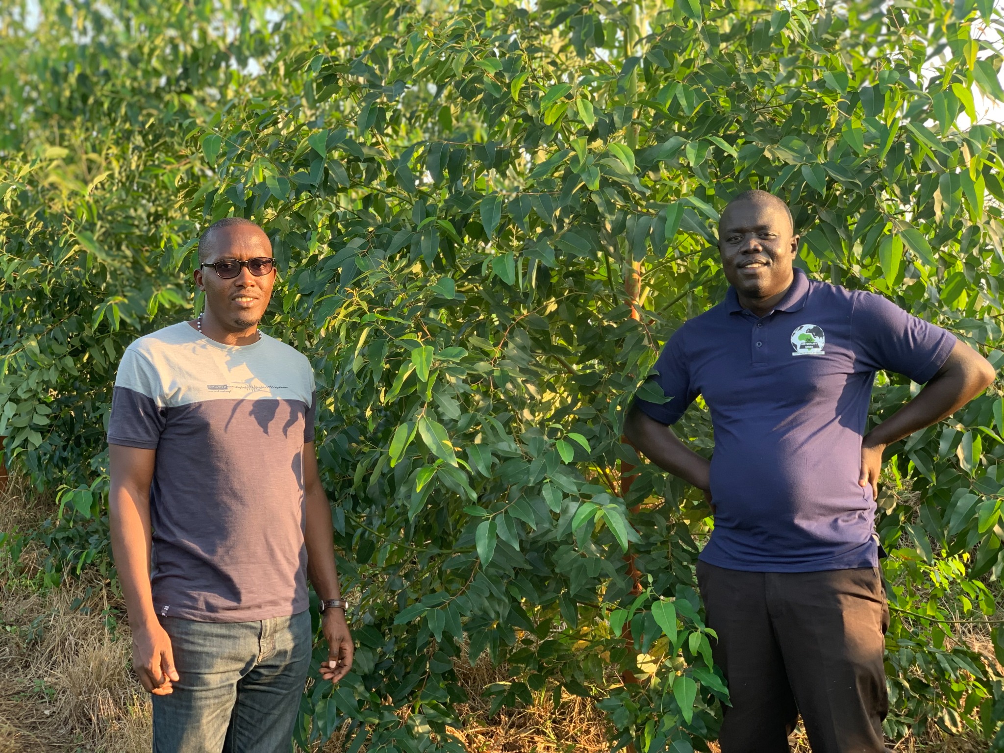 E-Wall agroforestry